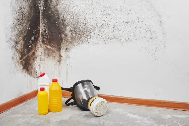 Best Mold Testing  in Woodbourne, PA