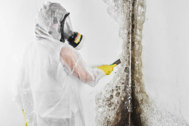Best Same-Day Mold Removal  in Woodbourne, PA