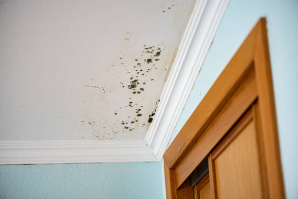 Best Mold Removal Process  in Woodbourne, PA