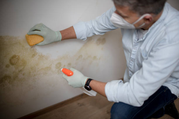 Best Office Mold Removal Services  in Woodbourne, PA