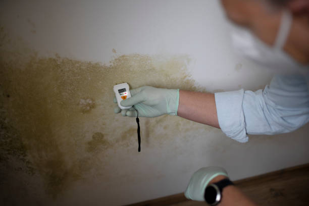 Home Mold Removal in Woodbourne, PA